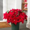 Clearance Outdoor Lit Poinsettia Celebration Foliage 18 - 24 Inch|26 - 28 Inch