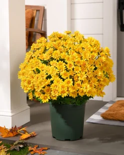 Outdoor Sunset Mums Foliage Garlands|Outdoor Safe