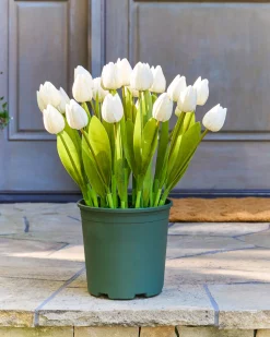 New Outdoor Tulip Garden Foliage Flower Arrangements|Topiaries & Potted Flowers