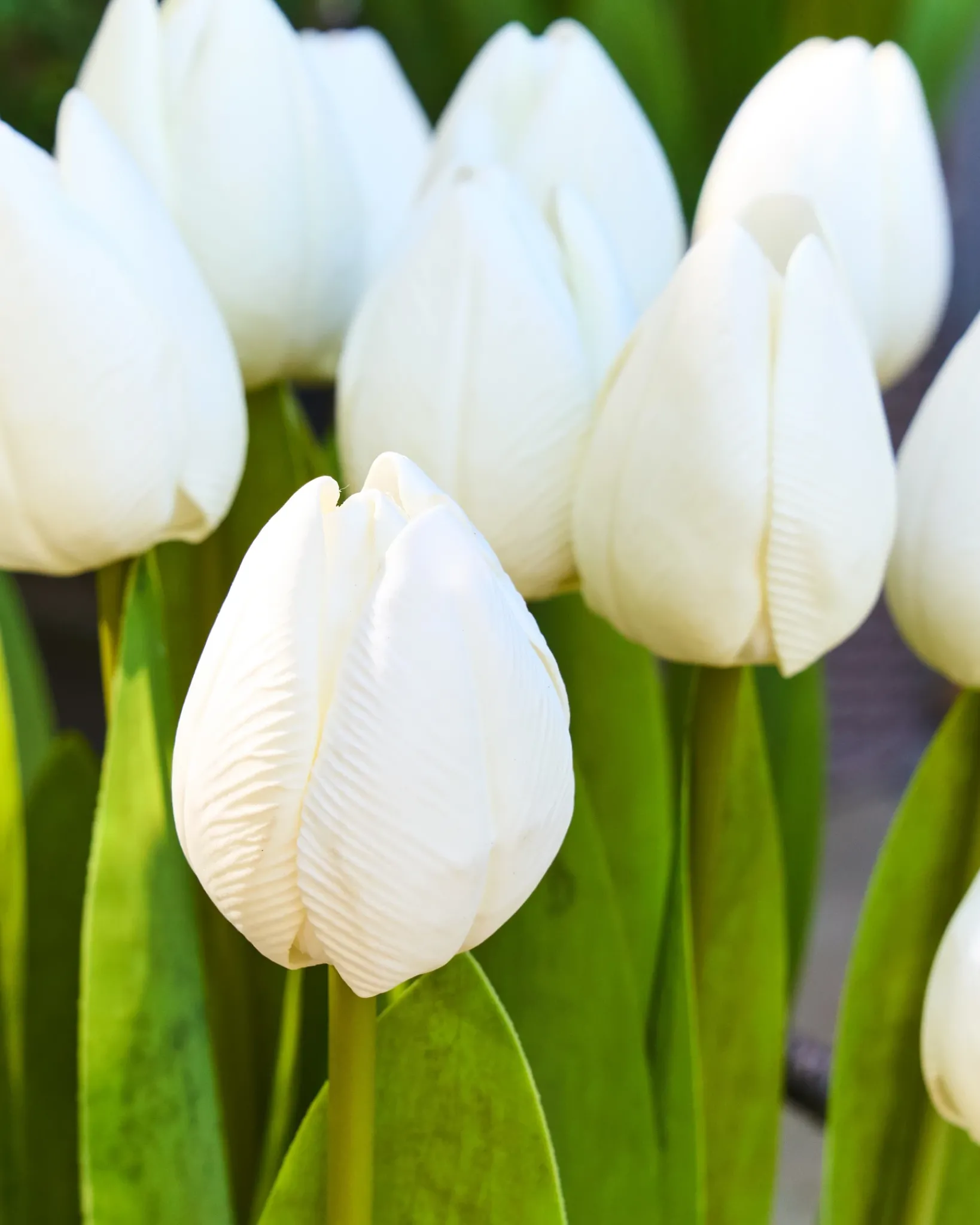 New Outdoor Tulip Garden Foliage Flower Arrangements|Topiaries & Potted Flowers