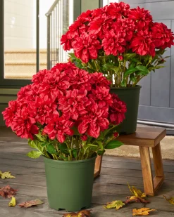 Clearance Outdoor Vibrant Dahlias Foliage Topiaries & Potted Flowers|Topiaries & Potted Flowers