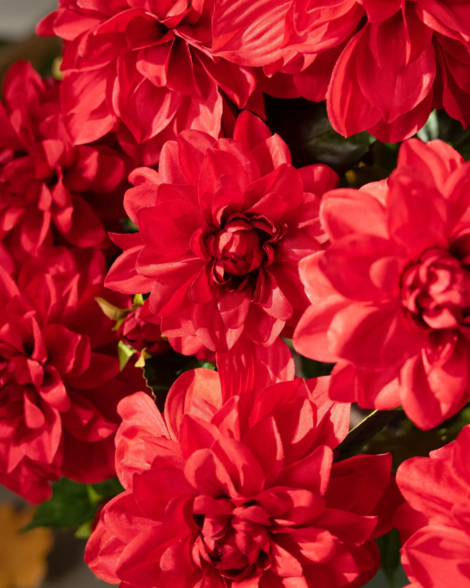 Clearance Outdoor Vibrant Dahlias Foliage Topiaries & Potted Flowers|Topiaries & Potted Flowers
