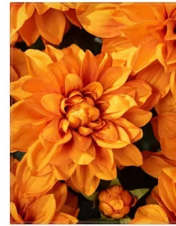Clearance Outdoor Vibrant Dahlias Foliage Topiaries & Potted Flowers|Topiaries & Potted Flowers