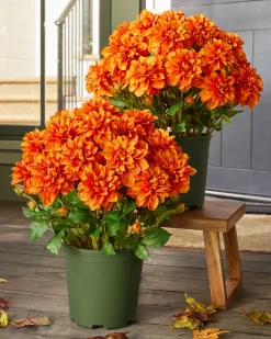 Clearance Outdoor Vibrant Dahlias Foliage Topiaries & Potted Flowers|Topiaries & Potted Flowers