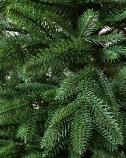 Sale Revelstoke Fir® Trees 7 - 7.5 Feet|8 - 9 Feet