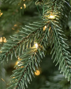 Sale Revelstoke Fir® Trees 7 - 7.5 Feet|8 - 9 Feet