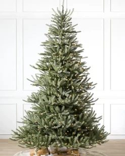 Hot Sanibel Spruce Trees 7 - 7.5 Feet|Pre-Lit