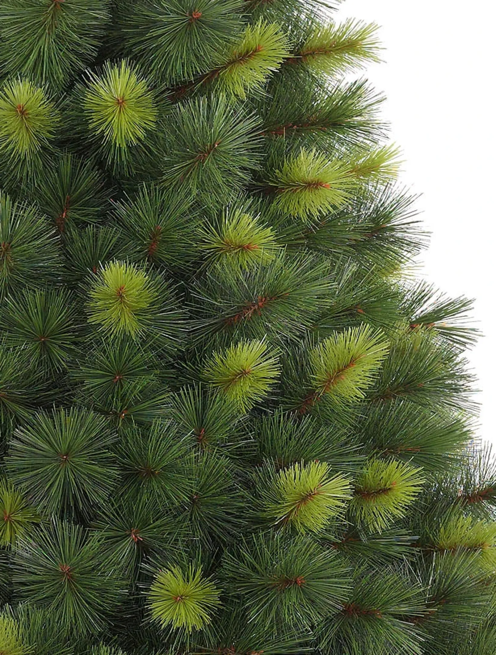 Online Scotch Pine Trees 7 - 7.5 Feet|Pre-Lit