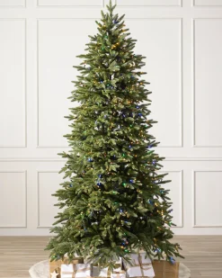 Sale Stratford Spruce Trees 7 - 7.5 Feet|6 - 6.5 Feet