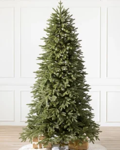 Sale Stratford Spruce Trees 7 - 7.5 Feet|6 - 6.5 Feet