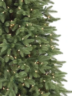 Sale Stratford Spruce Trees 7 - 7.5 Feet|6 - 6.5 Feet