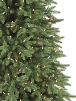 Sale Stratford Spruce Trees 7 - 7.5 Feet|6 - 6.5 Feet