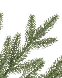 Sale Stratford Spruce Trees 7 - 7.5 Feet|6 - 6.5 Feet