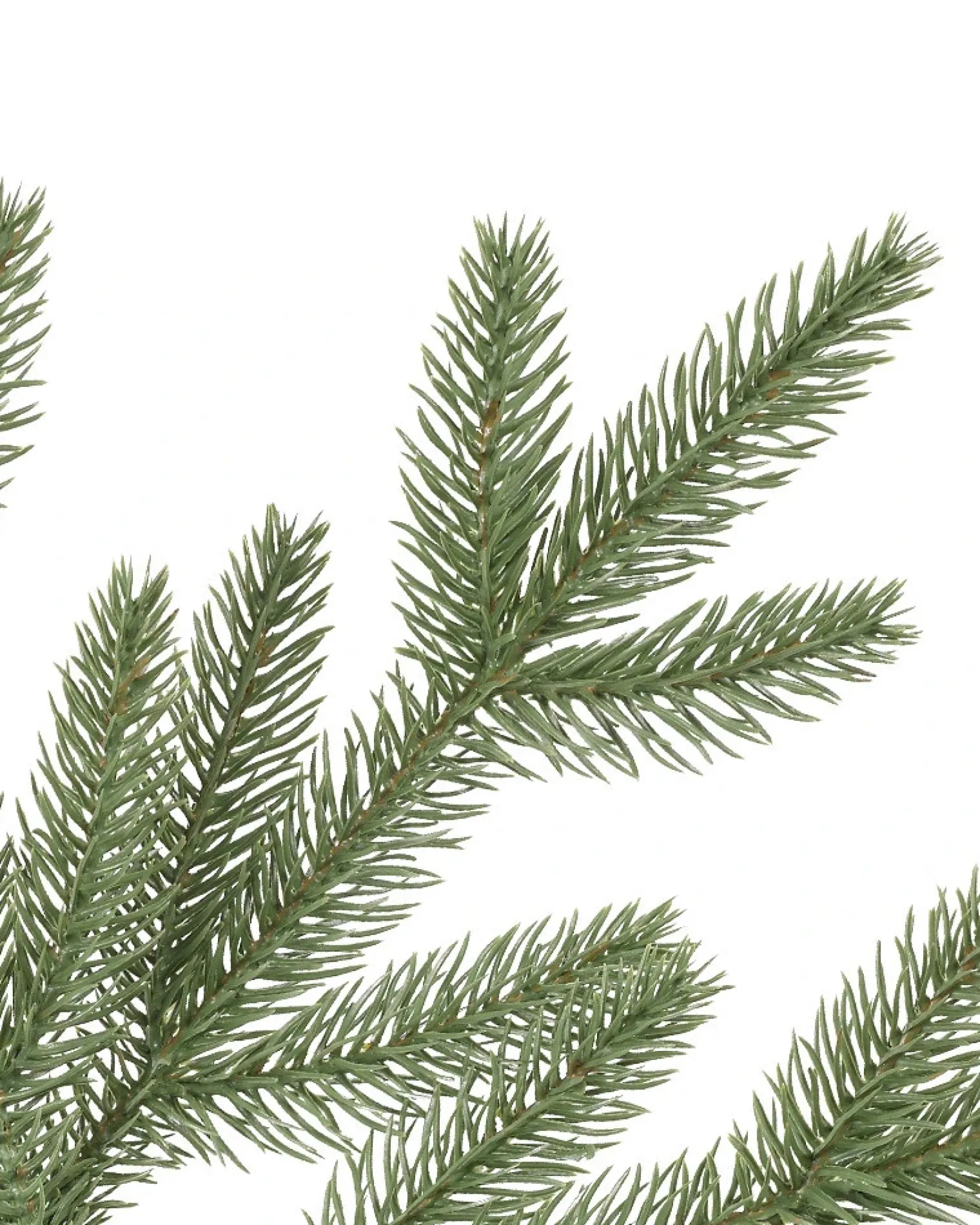Sale Stratford Spruce Trees 7 - 7.5 Feet|6 - 6.5 Feet