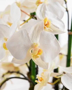 Sale White Phalaenopsis Orchids Foliage Flower Arrangements|Topiaries & Potted Flowers
