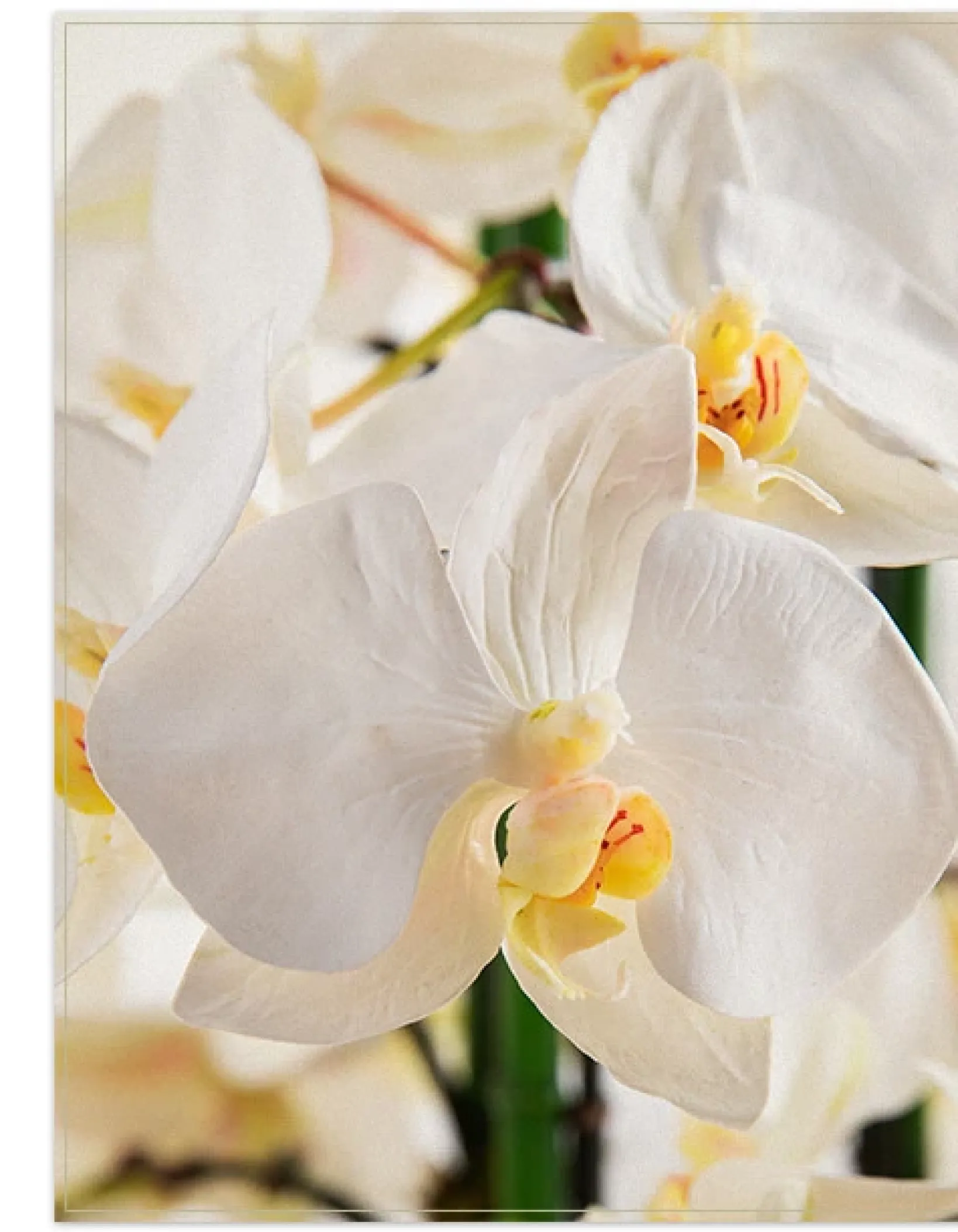Sale White Phalaenopsis Orchids Foliage Flower Arrangements|Topiaries & Potted Flowers