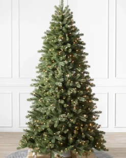 Online Woodland Spruce Trees 7 - 7.5 Feet|6 - 6.5 Feet
