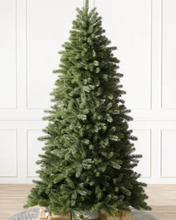Online Woodland Spruce Trees 7 - 7.5 Feet|6 - 6.5 Feet