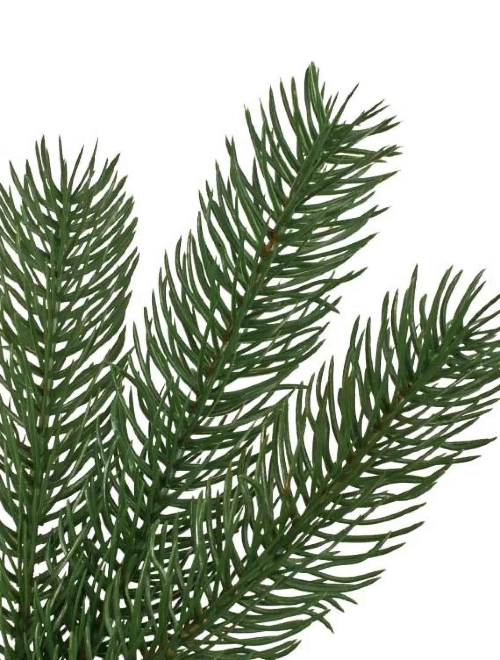 Online Woodland Spruce Trees 7 - 7.5 Feet|6 - 6.5 Feet